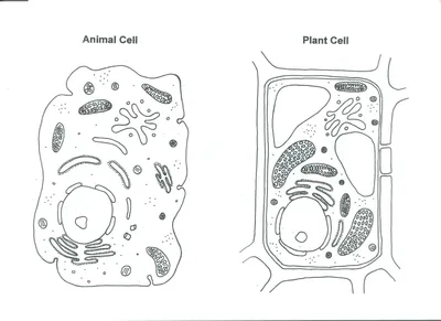 Животная клетка 3D модель - Скачать Хобби и Быт на 3DModels.org