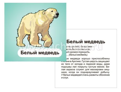 Животные севера: 12 развивающих карточек с красочными картинками, стихами и  загадками для занятий с детьми – купить по цене: 99 руб. в  интернет-магазине УчМаг