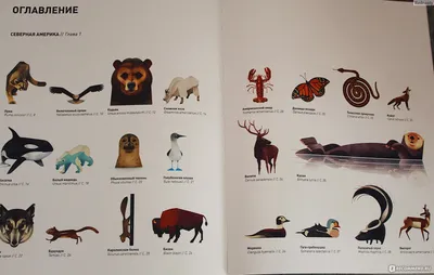 Хозяева Севера: 5 самых известных животных — обитателей Арктики