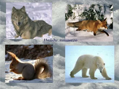 Презентация для дошкольников животные севера (картинки и описание животных)  - YouTube