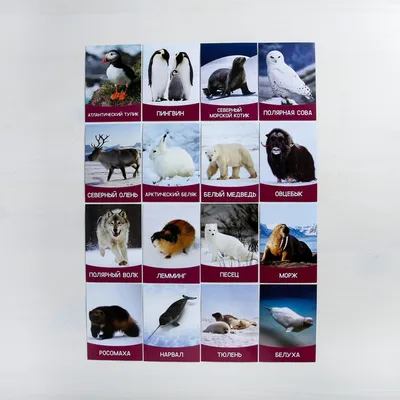 Обучающие карточки \"Животные Севера\" 16 шт. купить недорого в Москве в  интернет-магазине Maxi-Land