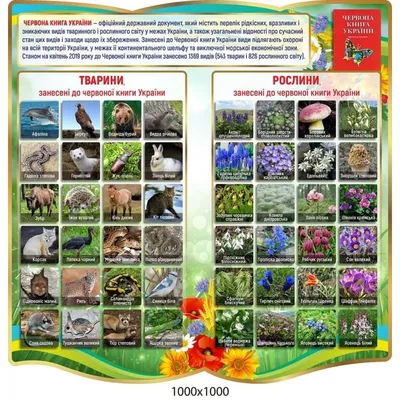 Купить Комплект мини-карточек Животные и птицы Украины - цена от  издательства Ранок Креатив