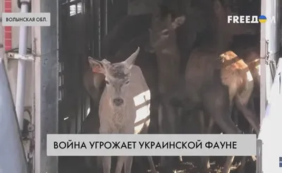 Беженцы не только люди, но и животные: о влиянии войны на животный мир  Украины | Первый Криворожский