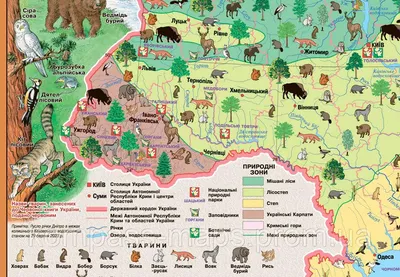 Лесоводы Украины восстанавливают популяции диких животных, не дожидаясь  окончания войны — подробности (ВИДЕО) - Freedom