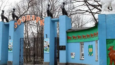 Уникальное животное. В зоопарке Николаева показали первого украинского  газелебыка — Украина