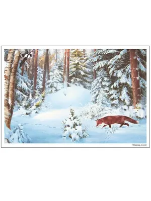 Картинки Для детей дикие животные зимой (39 шт.) - #14888
