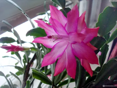 Зигокактус (шлюмбергера, декабрист) - «Отличный:-) самый простой в уходе,  кактус, который цвете не только в дека,ре! :-)» | отзывы