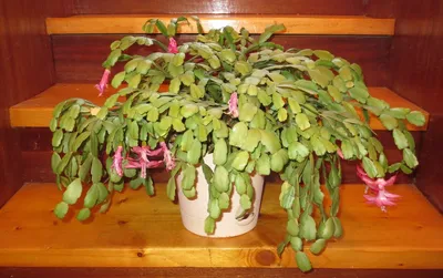 Комнатные растения фото и названия: Цветок зигокактус (Рождественник) - как  ухаживать в домашних условиях