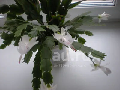 Зигокактус: фото, виды и уход за кактусом в домашних условиях | Комнатные  цветы, Комнатные растения, Растения