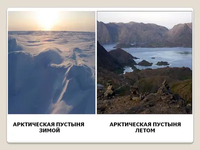 Природа арктических пустынь, тундр и лесотундр. Видеоурок. География 8 Класс