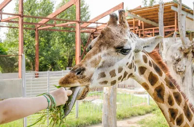 Поход с ребенком в зоопарк: что стоит помнить