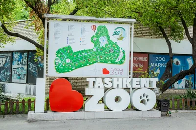 В зоопарк «Река Замбези» переехала горилла Мавинго из австрийского зоопарка  - Новости - Официальный портал Казани