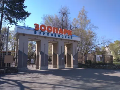 В Московском зоопарке родились капибарята: фото и видео