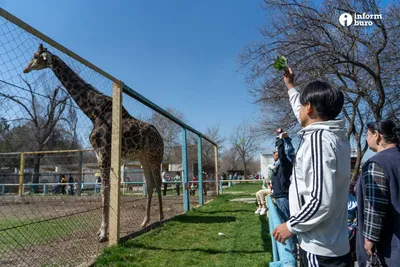 Николаевский зоопарк во время войны: как Пражский зоопарк и другие зверинцы  помогают украинским коллегам