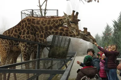 Крупнейшие зоопарки Крыма приостановили работу - Российская газета