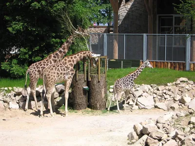 Зоопарк Лейпцига, один из лучших в Европе. - YouTube