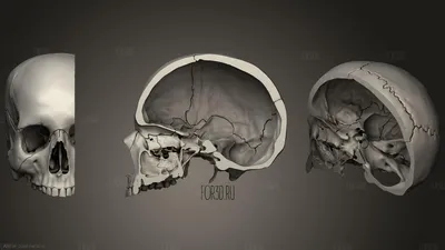 Бесплатные обои 3D с черепами: Выбирайте фоны с удобными опциями