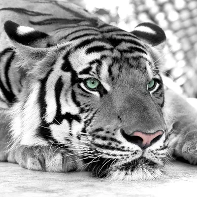 Обои 3D тигры: выберите формат (JPG, PNG, WebP)