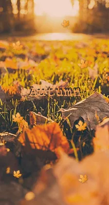Осенние фото Айфон осенние в формате jpg, png, webp
