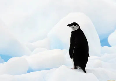Скачать бесплатно фото Антарктида: Ледяные пейзажи для всех