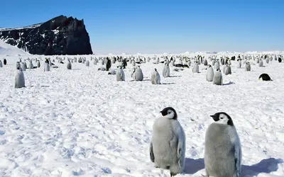 Обои Антарктиды: Вдохновение холодом на вашем столе