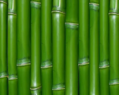 Фон с природой: бамбуковые обои на телефон
