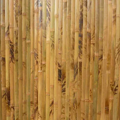 Бамбук во всей красе: фото для скачивания
