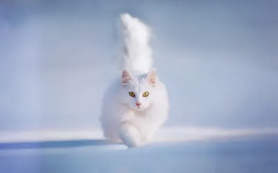 Белая кошка обои
