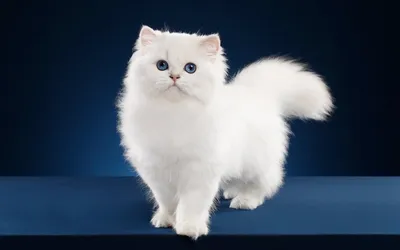 Белая кошка на обоях: скачивай бесплатно в разрешении для Android