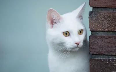 Белая кошка: фото для скачивания в форматах JPG и WebP