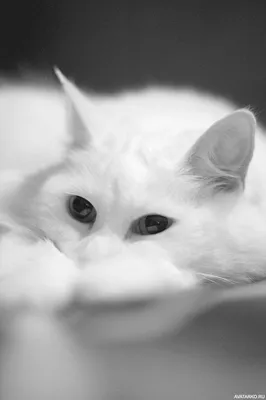 Фон с белой кошкой: выбери размер и формат для скачивания