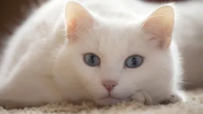 Фото белой кошки в формате WebP: обои на твой выбор