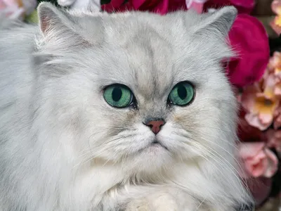 Белая кошка на обоях: скачивай бесплатно в разрешении для iPhone