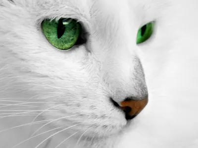 Белая кошка: качественные обои для скачивания