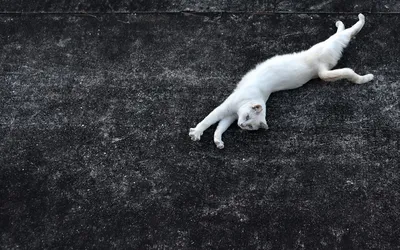 Выбирай свой формат: белая кошка на обоях для скачивания