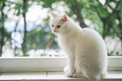 Сладкая белая кошка на обоях для Windows