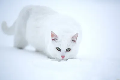 Белая кошка: красивые обои для твоего устройства