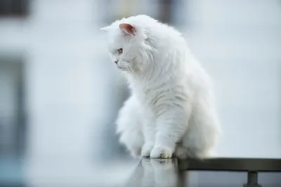 Выбери свой формат: белая кошка в WebP обоях