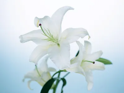 Белые лилии обои