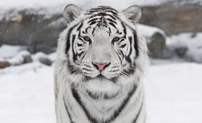 Впечатляющие обои с белым тигром для Windows