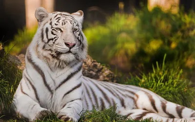 Загадочные фото белого тигра в формате webp