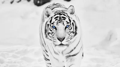 Белый тигр - фото для скачивания в хорошем качестве