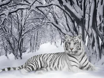 Изысканные обои с изображением белого тигра для телефона