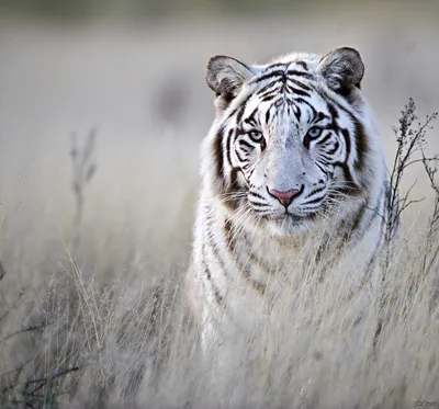 Фоновые изображения с белым тигром - создай атмосферу загадочности