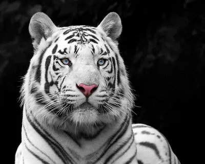 Фотографии белого тигра в высоком разрешении - скачивай бесплатно