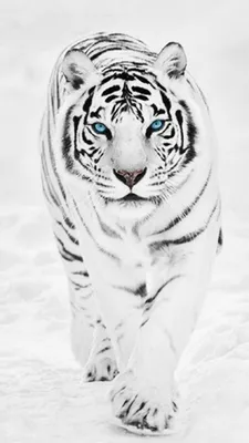 Обои с белым тигром в формате png - укрась свой экран