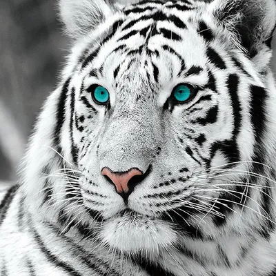 Фото белого тигра в хорошем качестве для iPhone