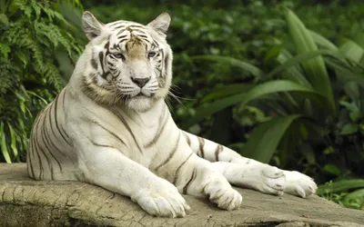 Фото белого тигра в формате webp - освежи свой экран