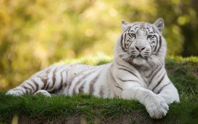Белый тигр - обои для рабочего стола, создавай уютное пространство