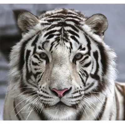 Белый тигр - обои для рабочего стола